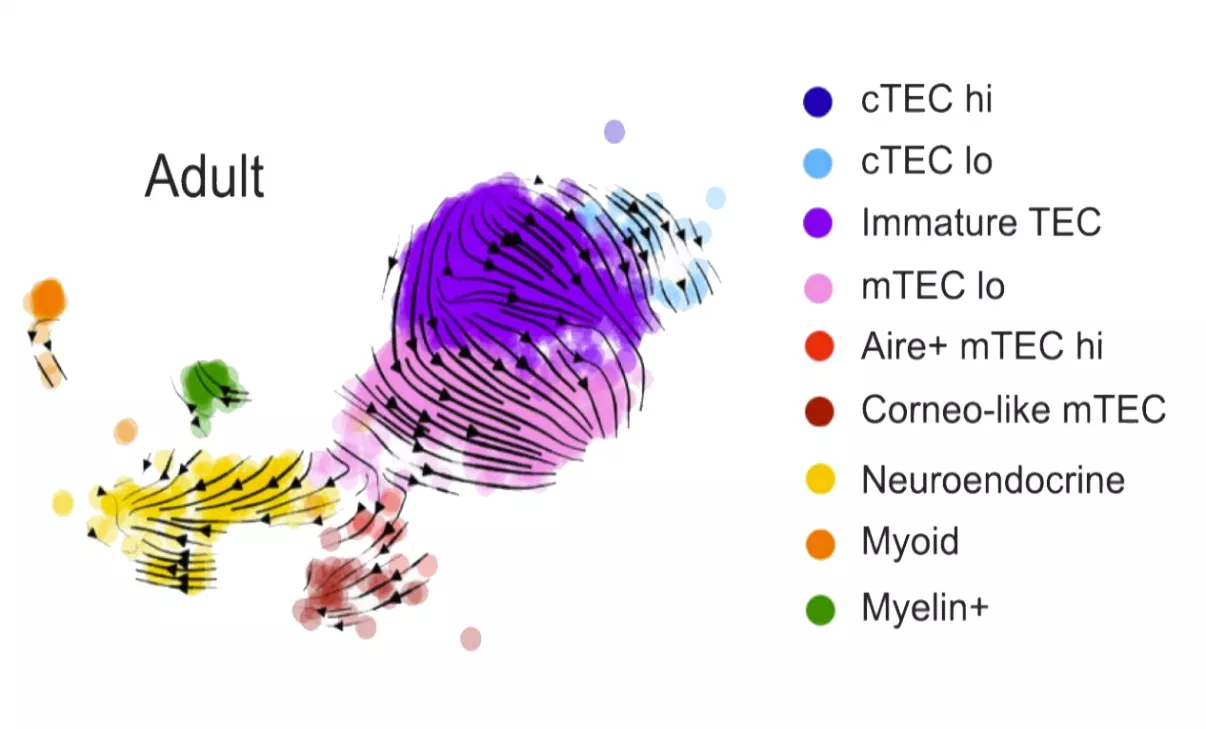 thymic epithelial populations